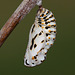 Marsh Fritillary (Euphydryas aurinia) butterfly pupa