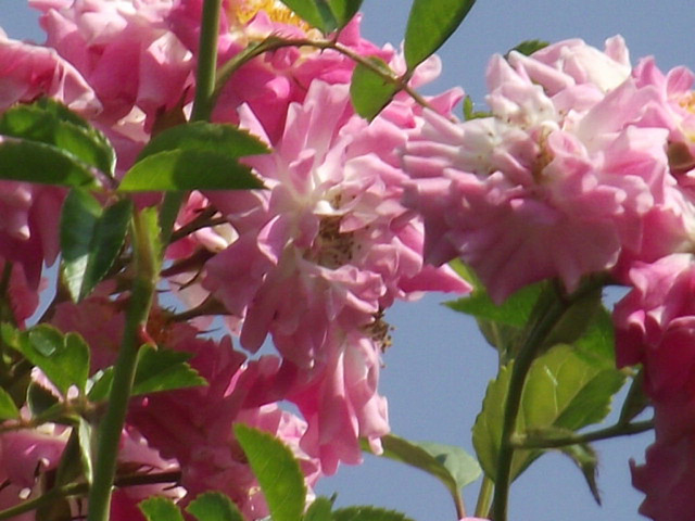 Wild roses Wild roses