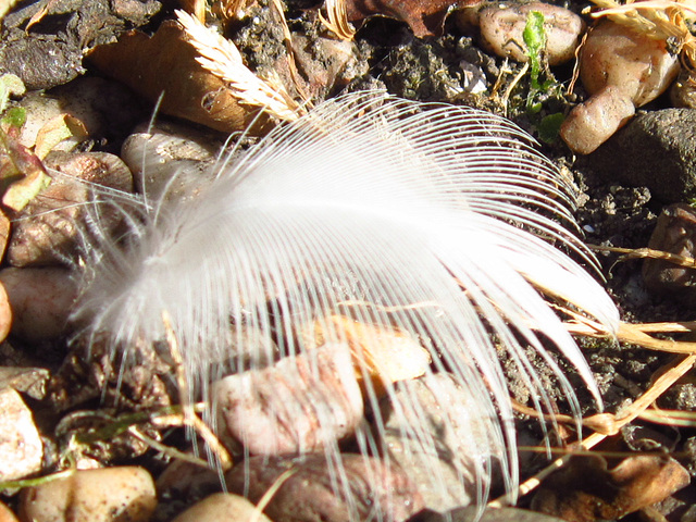Lovely little feather - from Jonathon?