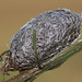 African moon moth (Argema mimosae) cocoon