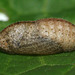Small Copper (Lycaena phlaeas) butterfly pupa