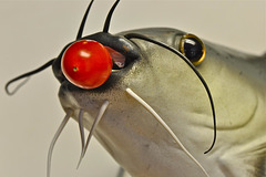 The Tomato Eating Catfish