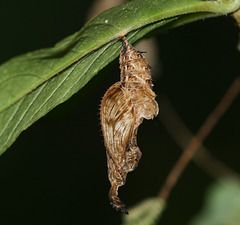 Zebra Heliconian (Heliconius charitonius) butterfly pupa