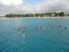 Buceando con tortugas en Barbados