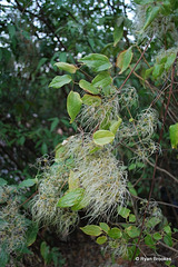 20090215-0607 Clematis hedysarifolia DC.