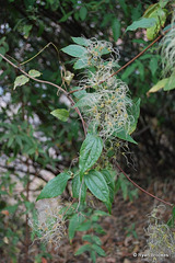 20090215-0608 Clematis hedysarifolia DC.