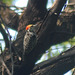20090102-0288 Yellow-crowned woodpecker