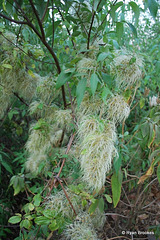 20090215-0609 Clematis hedysarifolia DC.