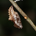 Silver washed fritillary (Argynnis paphia) pupa