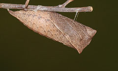 Scarce Swallowtail (Iphiclides podalirius) pupa
