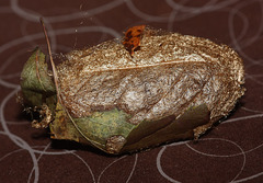 Indian moon moth (Actias selene) cocoon