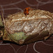 Indian moon moth (Actias selene) cocoon