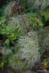 20090215-0612 Clematis hedysarifolia DC.