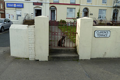 Isle of Man 2013 – Dog
