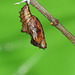 Silver washed fritillary (Argynnis paphia) butterfly pupa