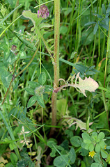 Crepis vesicaria subsp.taraxacifolia- Barkhausie à feuilles de Pissenlit