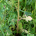 Crepis vesicaria subsp.taraxacifolia- Barkhausie à feuilles de Pissenlit
