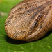 Spurge hawkmoth (Hyles euphorbiae) pupa