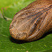 Spurge hawkmoth (Hyles euphorbiae) pupa