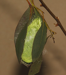 Chinese moon moth (Actias sinensis) cocoon