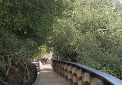 SF Buena Vista Park 1527a
