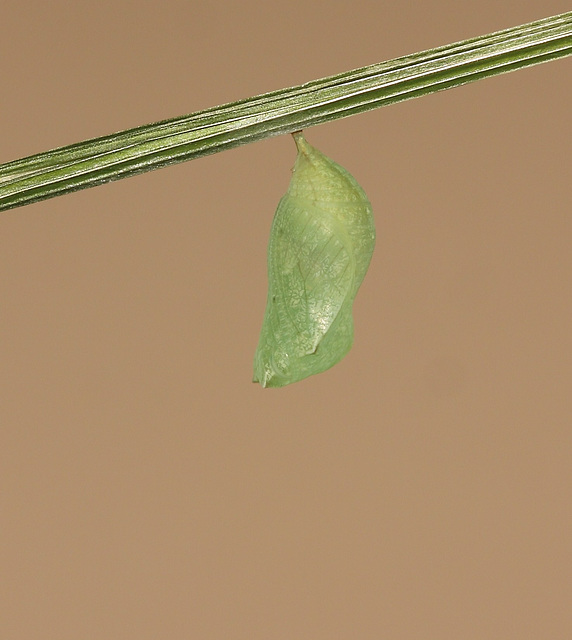 Speckled Wood (Pararge aegeria) pupa