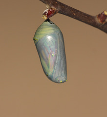 Monarch (Danaus plexippus) pupa