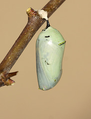 Monarch (Danaus plexippus) pupa