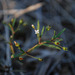 20090125-0820 Oldenlandia herbacea (L.) Roxb.