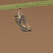 Speckled Wood (Pararge aegeria) pupa