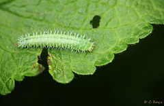 Shy Sawfly Larva