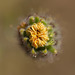 Bokeh Thursday: T is For Tarweed Bud