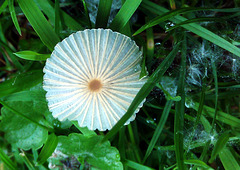 Pilz  (Ein kleiner Regenschirm für Kobolde)