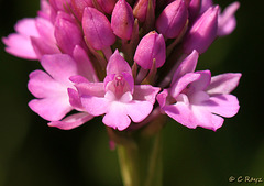 Pyramidal Orchid Flowers
