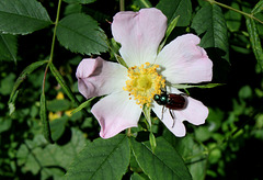 Phyllopertha horticola sur Rosa rubiginosa