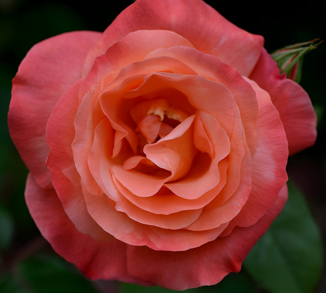 Macro d'une belle rose...