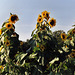 Sunflowers at the Queens County Farm Museum Fair, Sept. 2006