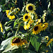 Sunflowers at the Queens County Farm Museum Fair, September 2008