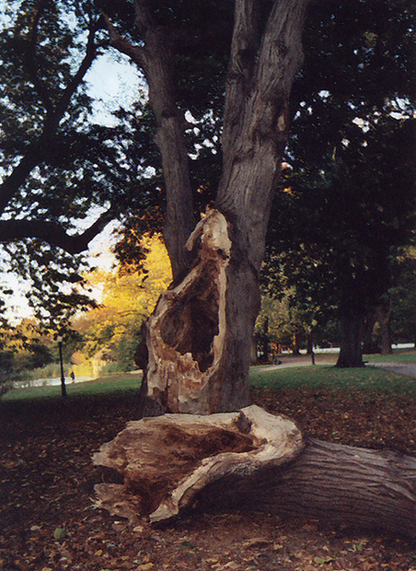 Broken Tree in Prospect Park Near the Lake, Oct. 2006