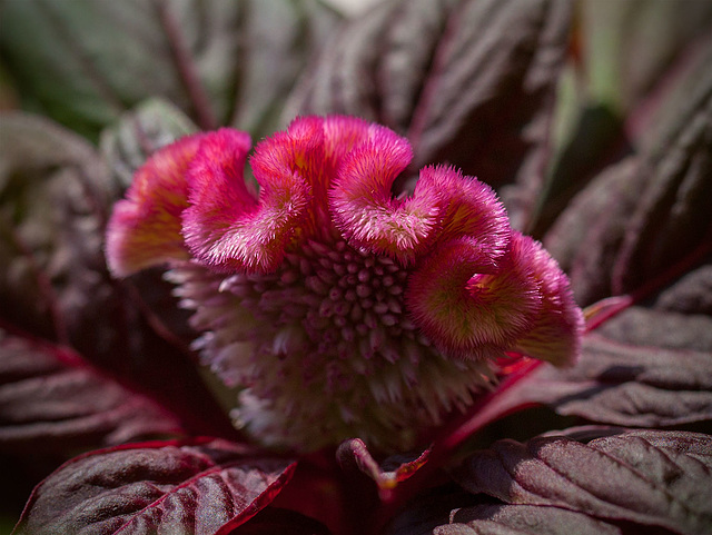 Cockscomb Celosia, the Magnificent Clam Flower!