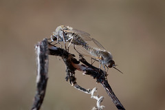 Love is in the Air: Mating Fuzzy Flies