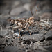 Awesome Short-Horned Grasshopper Doing the Hokey-Pokey