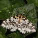 Magpie moth (Abraxas grossulariata)