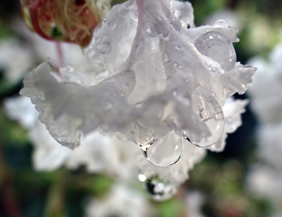 Drops of rain on Crape Myrtle flowers