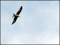 flying kite