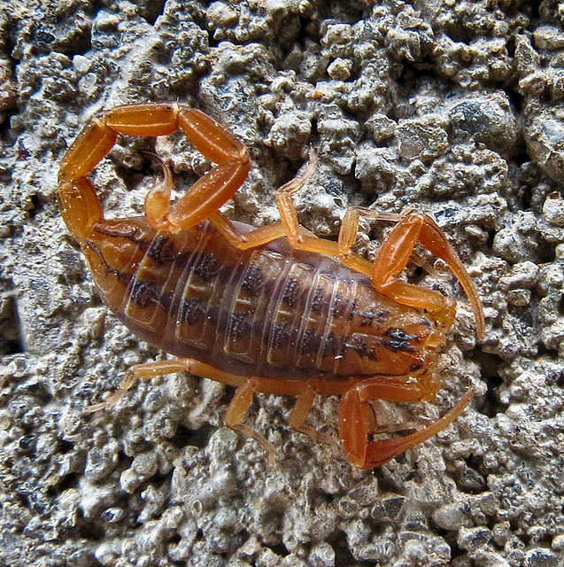 Micro Scorpion