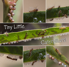 Tiny Little Clio Tiger Moth Caterpillars