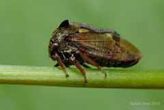 Centrotus cornutus (Treehopper)