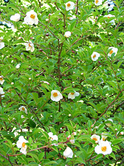Japanese Stewartia in Bloom