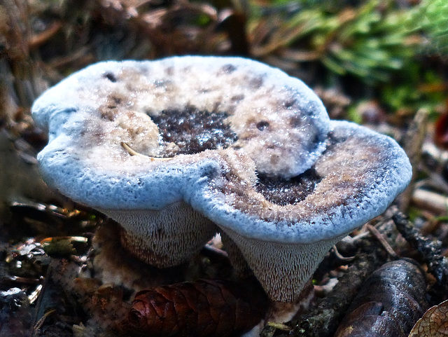 Blue fungus : )